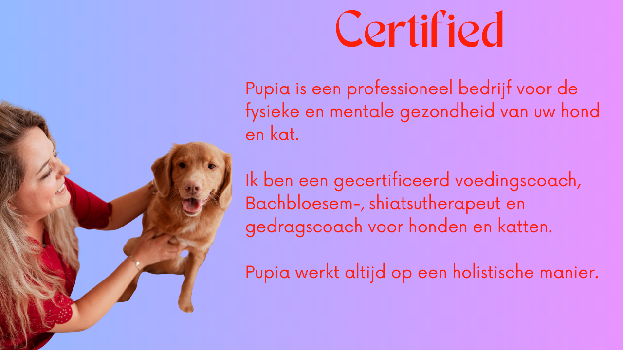 Maak kennis met Pupia: uw gecertificeerde partner voor holistische voeding-, therapie- en gedragscoaching voor honden en katten. Complete zorg voor het welzijn van uw huisdier.